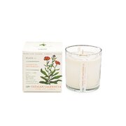 KOBO Plant the Box dišeča sveča z katalonskim ognjičem (10 oz / 283 g)